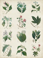 Botanical Schema I