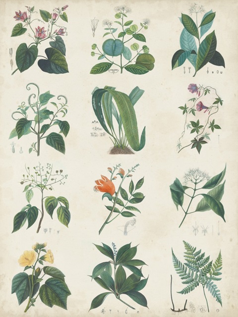 Botanical Schema II