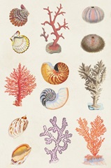 Coral & Shell Collage I