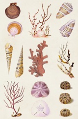 Coral & Shell Collage II