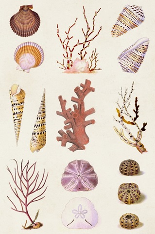 Coral & Shell Collage II