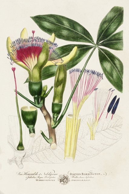 Imperial Tropical Botanical II
