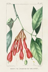 Turpin Tropical Botanicals I