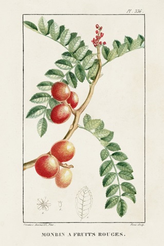 Turpin Tropical Botanicals III