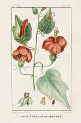 Turpin Tropical Botanicals IV