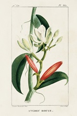 Turpin Tropical Botanicals IX