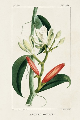 Turpin Tropical Botanicals IX