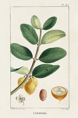 Turpin Tropical Botanicals V