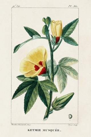 Turpin Tropical Botanicals VI