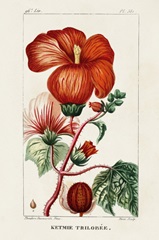 Turpin Tropical Botanicals VII