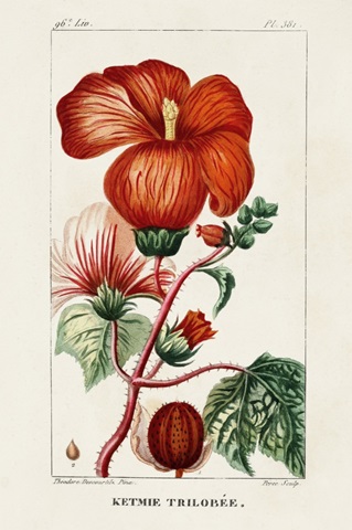 Turpin Tropical Botanicals VII