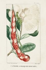 Turpin Tropical Botanicals VIII