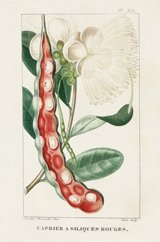 Turpin Tropical Botanicals VIII