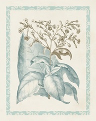 Willow Blue Besler I