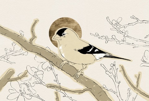 Spring Passerine Collection A