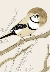 Spring Passerine Collection B