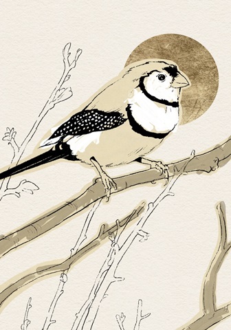 Spring Passerine Collection B