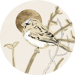 Spring Passerine Collection C