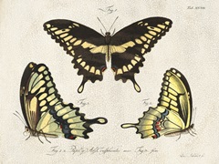 Crackled Butterflies I