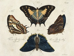 Crackled Butterflies IV