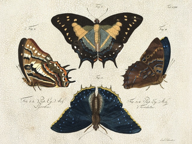 Crackled Butterflies IV