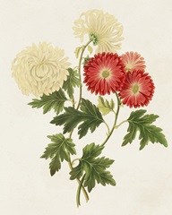 Flowers of the Seasons I