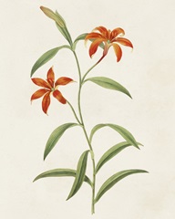 Flowers of the Seasons III