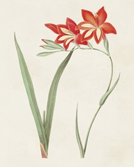 Flowers of the Seasons IV