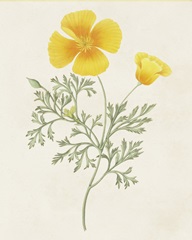 Flowers of the Seasons IX