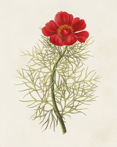 Flowers of the Seasons VII