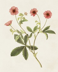 Flowers of the Seasons VIII