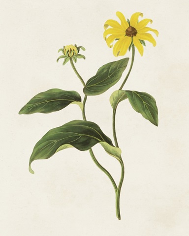 Flowers of the Seasons X