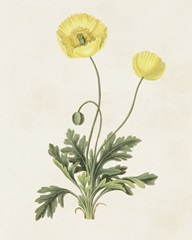 Flowers of the Seasons XII