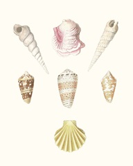 Pastel Knorr Shells I