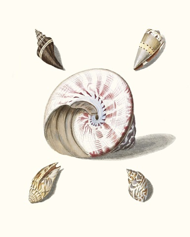 Pastel Knorr Shells II