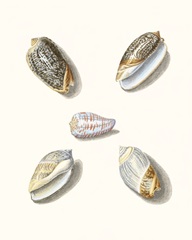 Pastel Knorr Shells III