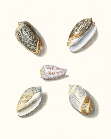 Pastel Knorr Shells III