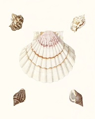Pastel Knorr Shells IV