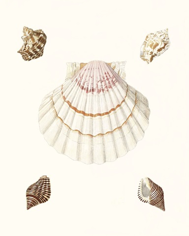 Pastel Knorr Shells IV