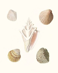Pastel Knorr Shells IX