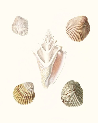 Pastel Knorr Shells IX