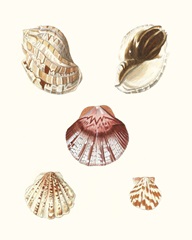 Pastel Knorr Shells V