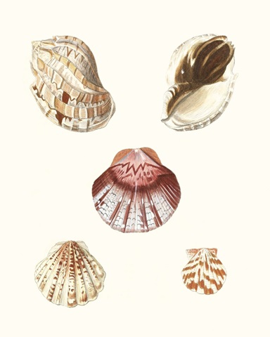Pastel Knorr Shells V
