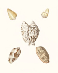 Pastel Knorr Shells VI