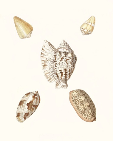 Pastel Knorr Shells VI