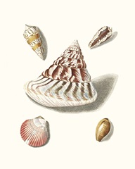 Pastel Knorr Shells VII