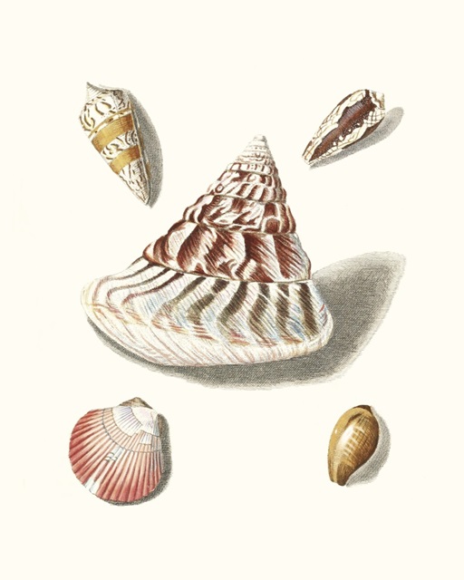 Pastel Knorr Shells VII