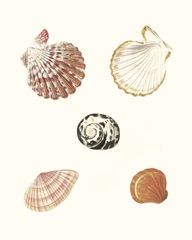 Pastel Knorr Shells VIII