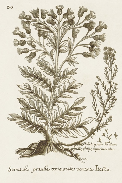 Sepia Botanical Journal I