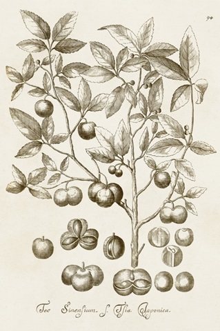 Sepia Botanical Journal II